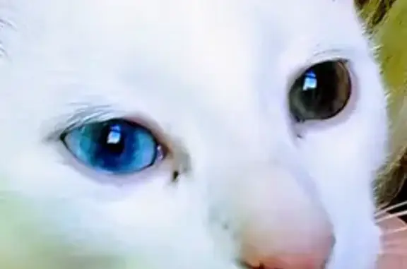 Зникла кішка, жіночий, вулиця...