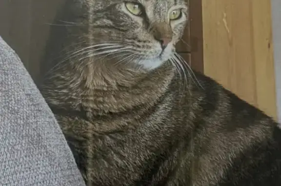 Chat perdu, Rue Aristide Briand, Levallois-Perret - tigré et dodu - photo