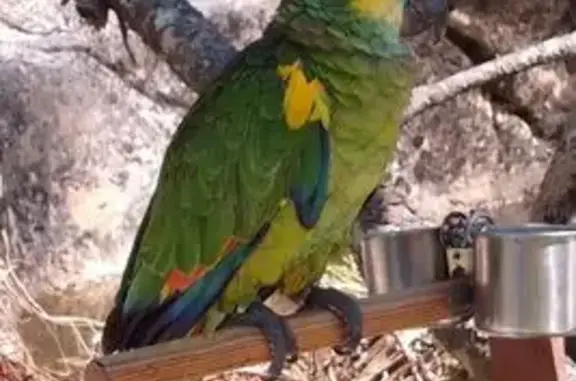 Perdido ave masculino, Villasp...