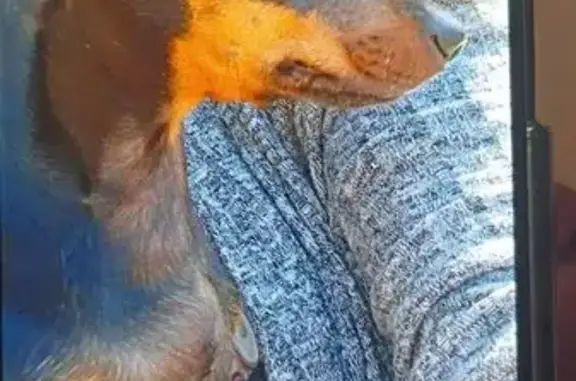 Lost male dog, Pecan Park Street, Ocean Springs - photo