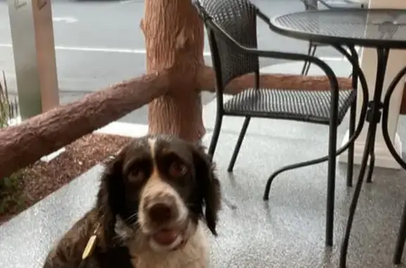 Lost female dog, Lunny Court, Carbondale - brown and white springer spaniel - photo