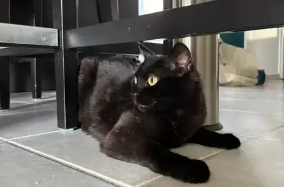 Animaux perdus Roussillon, photo: Chat perdu, Route de Vienne, Roussillon - femelle noire avec yeux jaunes