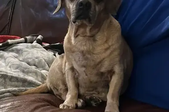 Lost male dog, Hedwig Way, Fort Smith - tan/cream pug/weenie mix - photo