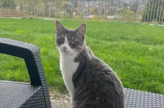 Perdu chat femelle, tigrée gris et blanc, Allée de l'Île Morgol, 7, Vezin-le-Coquet - photo
