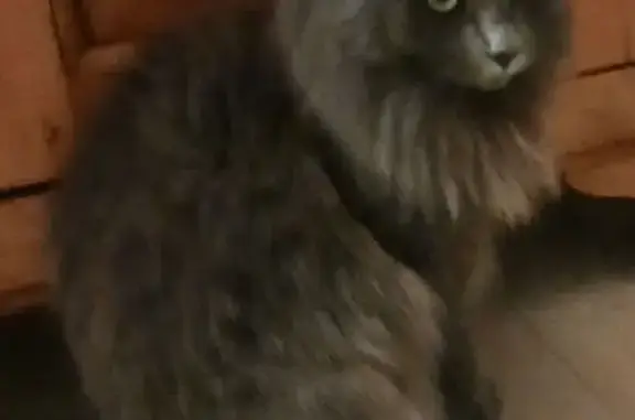 Animaux perdus Plescop, photo: Perdu Chat femelle, Avenue de la Paix, Plescop - angora grise
