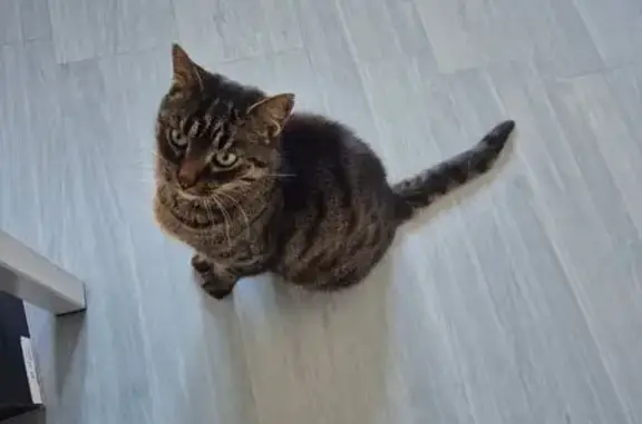 Chat perdu, Rue François Bordais, Sèvremoine - marron tigré, yeux verts - photo