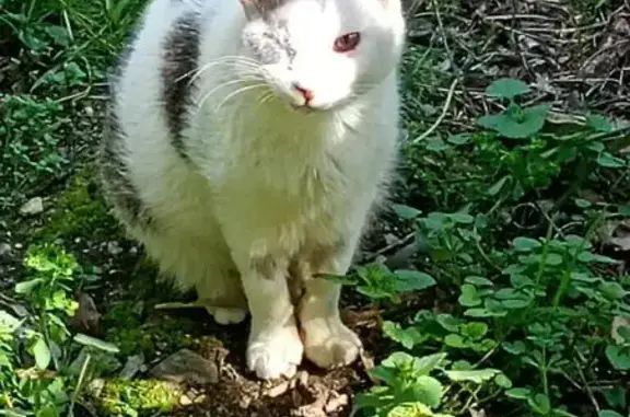Chat perdu, Impasse Jean Philippe Rameau, Sainte-Marie-la-Mer - blanc avec tâches grises, 1 seul œil - photo