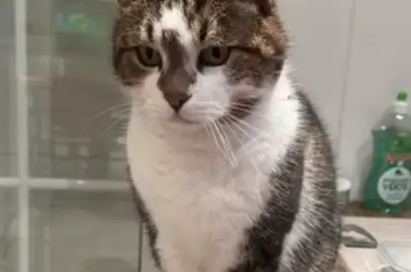 Chat perdu, Tours, photo: Chat perdu, Rue Rouget de l'Isle, 22 Bis, Tours