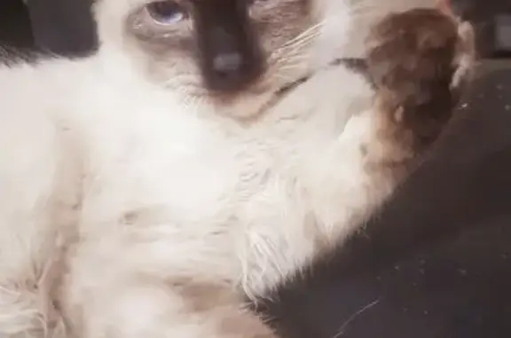 Lost male cat, 11th Avenue, Benoni - respiratory issues - photo