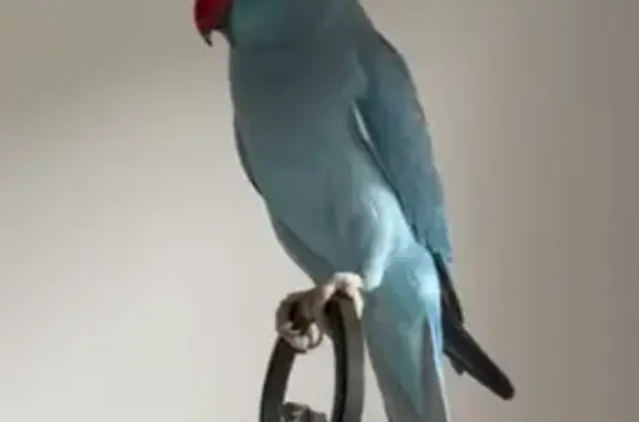 Lost pets Wagga Wagga, photo: Lost bird, Birriwa Street, Wagga Wagga - female blue Indian ringneck parakeet