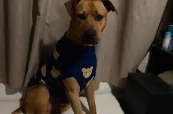 Lost pets Knox, photo: Lost male dog, State Route 16, City of Monash - tan, 2 years old