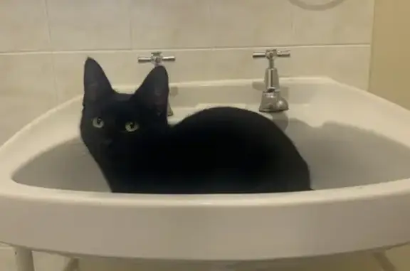 Lost pets Port Adelaide Enfield, photo: Missing cat Female, Port Adelaide Enfield (al495766)