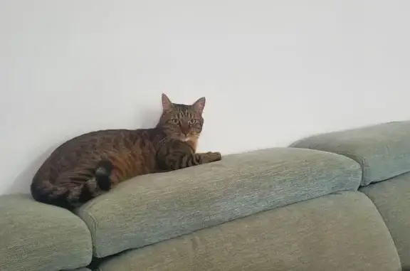 Perdu chat homme, Résidence Tournemire, Les Ulis - yeux vert - photo