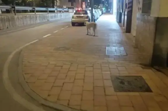 Encontrado perro, Calle Rambla...