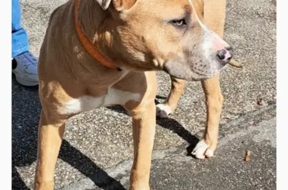 Animaux trouvés Hénouville, photo: Trouvé Chien mâle, Résidence des Châtaigniers, Hénouville - type Staffy