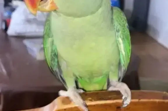 Lost female bird, Pacific Highway, Hornsby - Alexanderine parrot - photo
