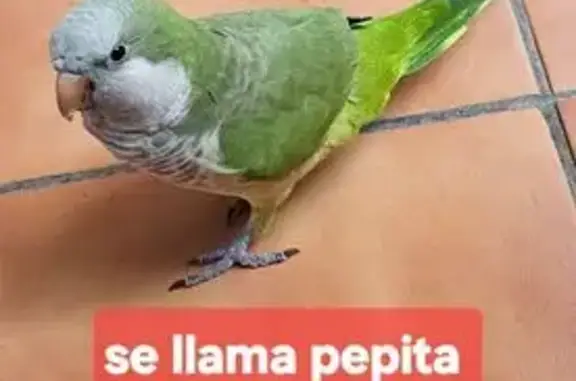 Perdido ave hembra, Carrer del...