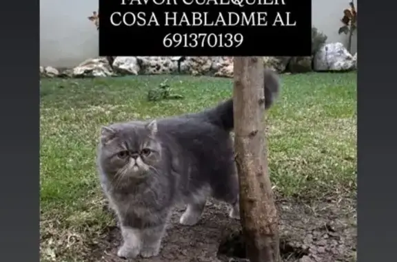 Perdido gato hembra, Calle Árbol de la Paz, Algeciras - gris y esterilizada - photo