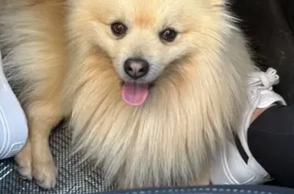 Perdido perro macho, Baza, Andalucía - pomerania color canela - photo