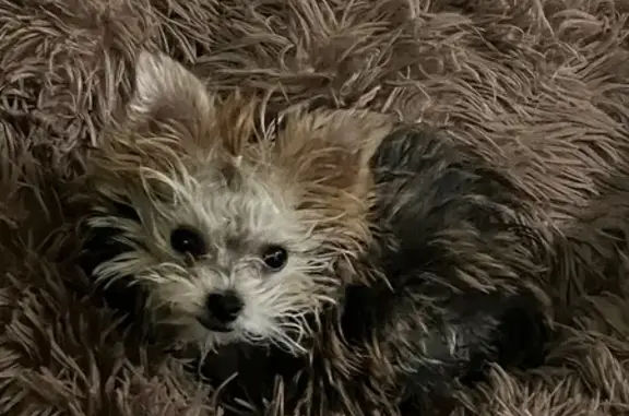 Lost female dog, North 159th Avenue, Surprise - tiny Yorkie - photo