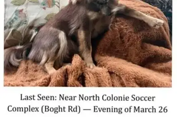 Missing dog Miami, photo: Lost female dog, Boght Road, 544, Cohoes, Miami