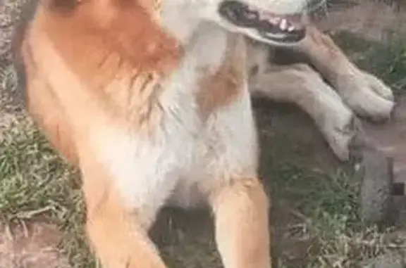 Perdido perro macho, San Sebas...