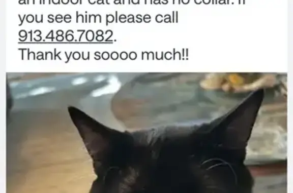 Lost male cat, South Locust Street, Olathe - shaved mark on front leg - photo