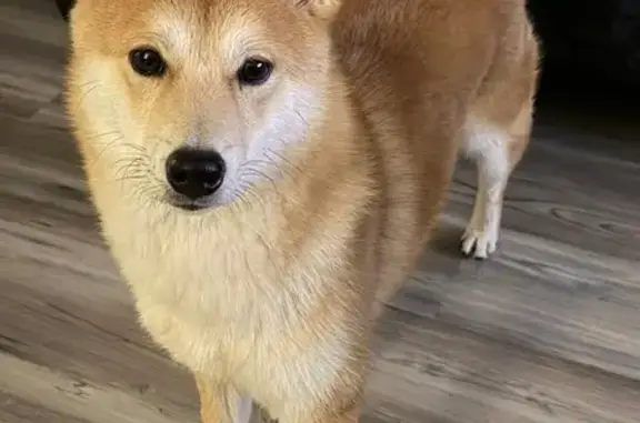 Missing dog Male, Kansas City (usl534099) - photo