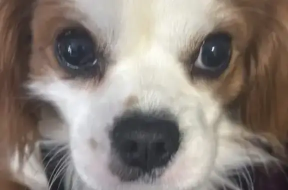 Missing dog Male, Port Jervis (usl534101) - photo