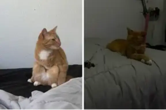 Lost female cat, Old Factory Drive, West Jordan - photo