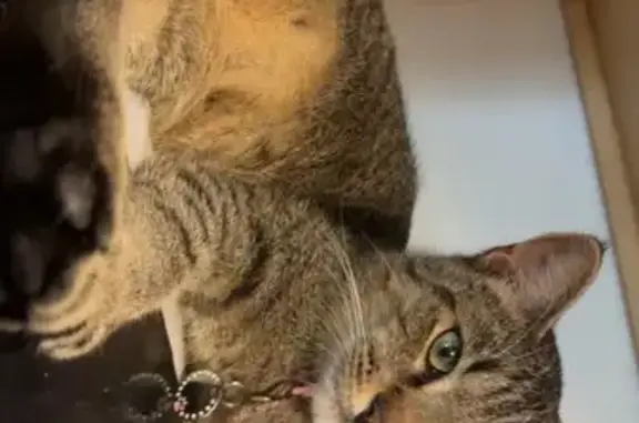 Missing cat Orlando, photo: Lost male cat, West 9th Street, Deltona - pink collar with white paw prints