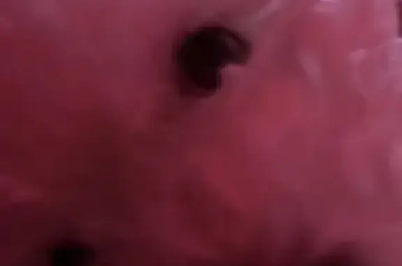 Lost male dog, Pennsylvania 92, Susquehanna, Philadelphia - looks like a Shi Tzu - photo