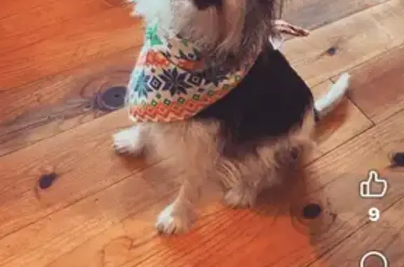 Lost female dog, Squire Cummings Trail, Arkadelphia - black and white terrier - photo