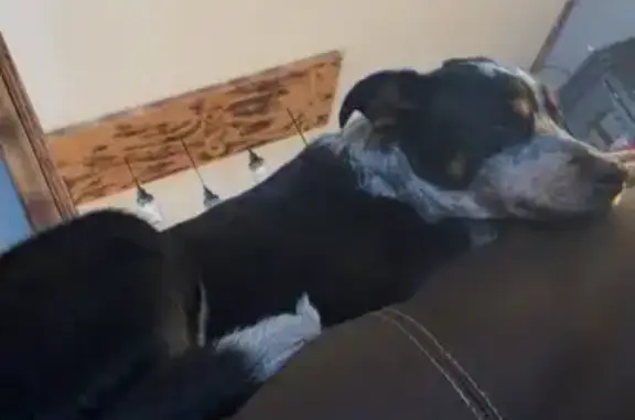 Lost male dog, County Road 1855, Arab - black and white coat - photo