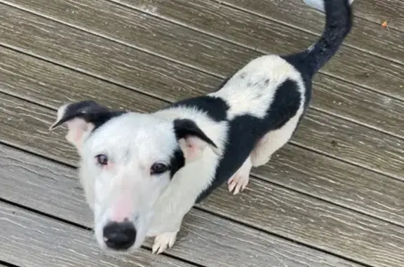 Found male dog, Mamalahoa High...