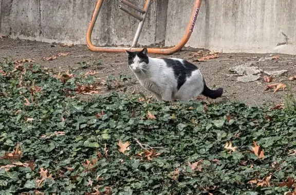 Lost and found pets Tigard, photo: Found cat, Southwest Hunziker Street, Tigard - kept its distance