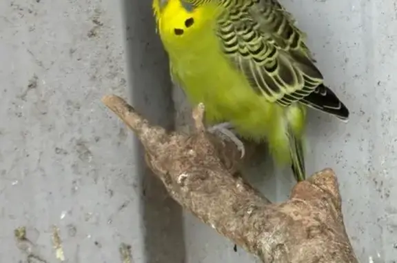 Found male bird, Western Downs...