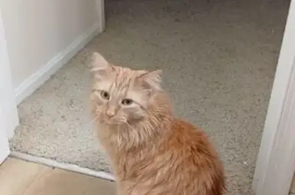 Lost male cat, Artillery Road, Manassas - fluffy orange with green eyes - photo