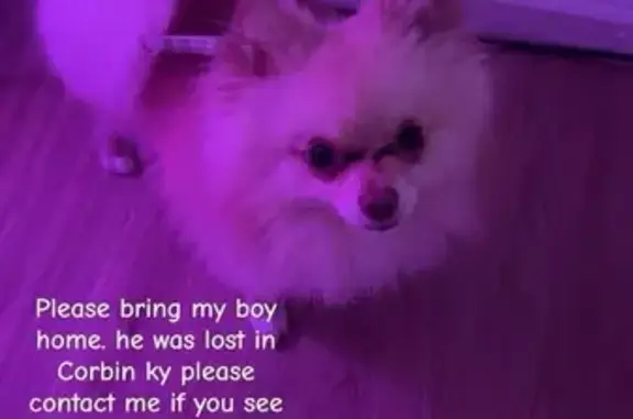 Lost male dog, Ruggles Street, Corbin - tan with a black bark collar - photo