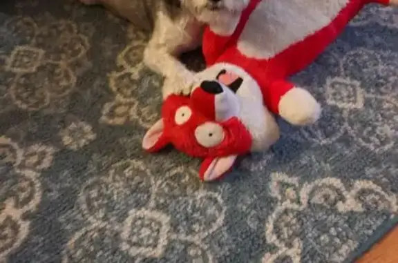 Missing dog Prescott, photo: Lost female dog, 3180 Touchmark Boulevard, Prescott - brown and white Havanese and Lhasa Apso