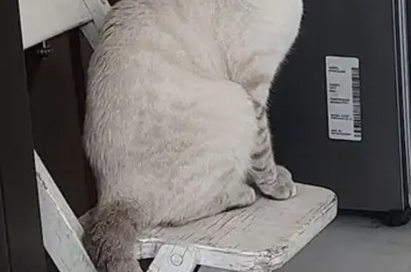 Búsqueda de mascotas, foto: Perdido gato masculino, Chapultepec, 15, Santa Maria Chimalhuacan