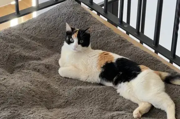 Lost female cat, Aspen Park, Denver - tiny one-year-old Calico - photo
