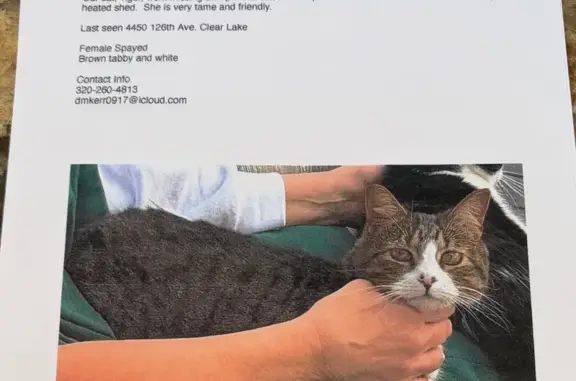 Lost female cat, 126th Avenue Southeast, Clear Lake - tabby-striped brown - photo