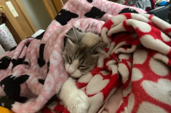 Lost female cat, Prairie Park Road, Wichita - striped leg and curled tail - photo