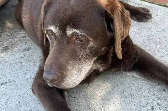 Found dog, Aberfeldie, Melbour...