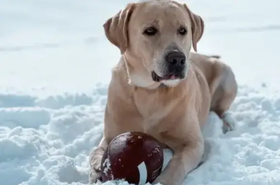 Lost Dog, Heaston Ridge Road, Crawford - Male Champagne Lab - photo