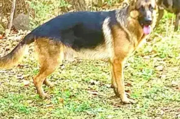 Lost male dog, U.S. 82, 8182, Callisburg - Western show GSD - photo