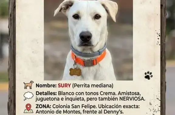 Perdido perro hembra, Avenida Antonio de Montes, Chihuahua - collar naranja - photo