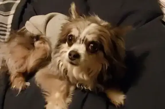 Lost female dog, West Hill Street, Champaign - long-haired chihuahua - photo