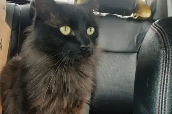 Lost and found pets Parkland, photo: Lost male cat, Pipeline Trail, Parkland - black long-haired with white underbelly